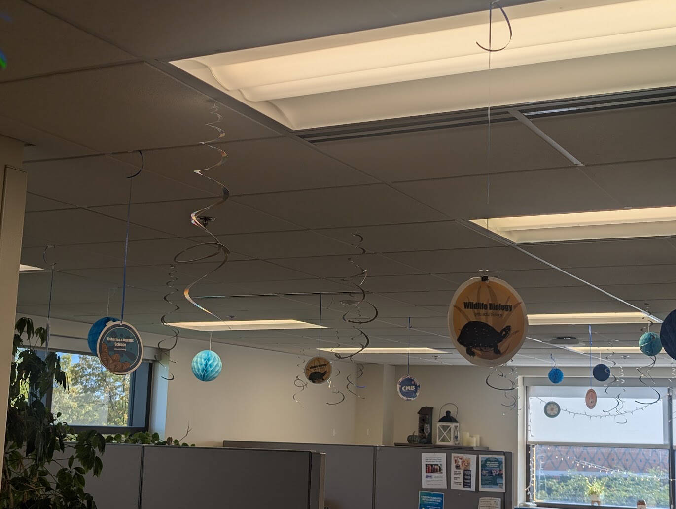 Photo of homecoming decorations